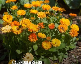 10 Calendula Pacific Beauty Mix Seeds Heirloom Non-GMO Fresh Flower Seeds Vibrant Garden Blooms