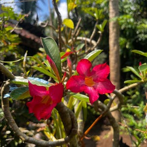 5 Red Diamond Desert Rose Seeds | Adenium Obesum | Exotic Succulent Flower | Perennial Bonsai Plant