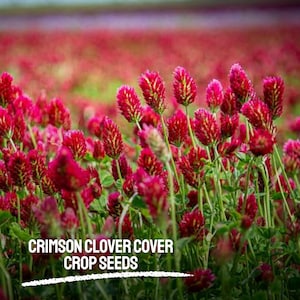 25 Crimson Clover Seeds Heirloom Non-GMO Cover Crop Seeds Natuurlijke bodemverrijker en bestuiveraantrekker