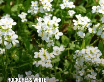 250 White Rockcress Seeds | Heirloom Ground Cover Flower | Pollinator-Friendly Garden Plant