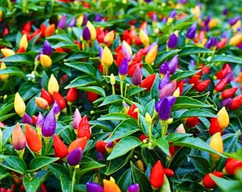 10 Chinese Five Color Pepper Seeds
