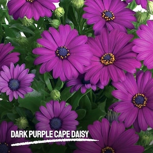 200 Dark Purple Cape Daisy Seeds – Stunning African Daisy Blooms, Hardy Perennial, Drought Tolerant – USA Seller