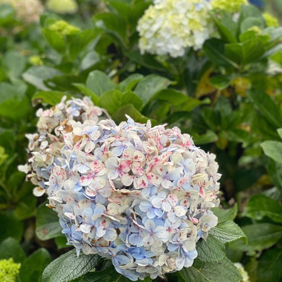 50 Pee Gee Hydrangea Seeds | White to Pink Panicle Blooms