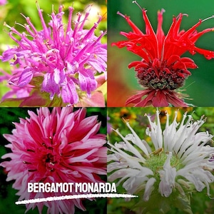 20 Bergamot Monarda Seeds Spring Mix Heirloom NON-GMO Bee Balm Flower Seeds Fresh Garden Pollinator Flowers