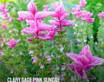 50 semillas de salvia sclarea rosada: Salvia sclarea tradicional, flores fragantes