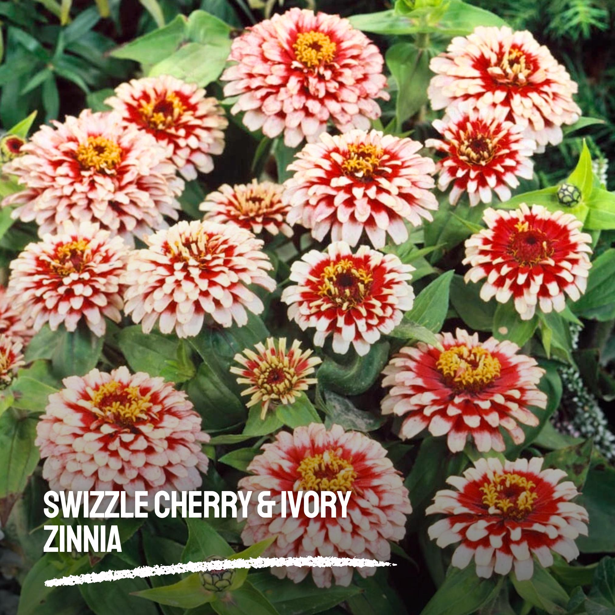 100 Swizzle Cherry & Ivory Zinnia Seeds – Bi-color Heirloom Blooms