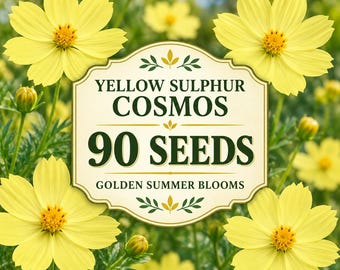 90 Cosmos Yellow Sulphur Seeds – NON-GMO Heirloom Tall Golden Blooms, Pollinator Friendly Summer Annual Flower Garden Seeds