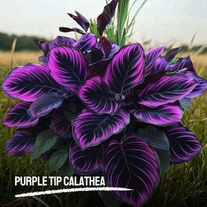25 Purple Tip Calathea Seeds – Rare Tropical Houseplant – Indoor Ornamental Foliage – USA Seller