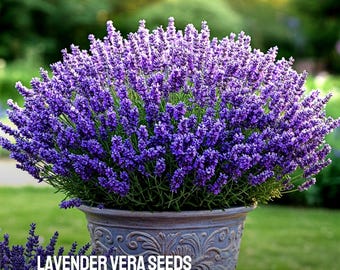 800 Lavender Vera Seeds: Fragrant Heirloom Garden Herb