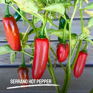 25 Serrano Hot Pepper Seeds Heirloom NON-GMO Garden Seeds Spicy Peppers for Salsa, Pickling & Home Growing