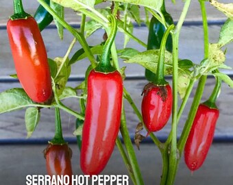 25 semi di peperoncino Serrano: peperoncini piccanti, tradizionali e non OGM per la salsa