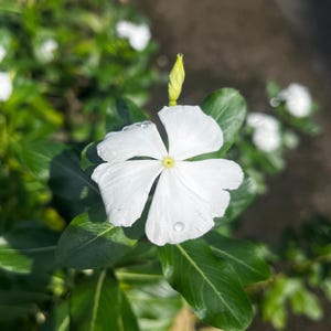 100 Dwarf White Periwinkle Seeds – Vinca Little Blanche Ground Cover | Compact Blooms for Borders & Garden Beds