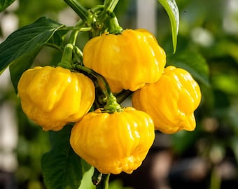 10 Jamaican Yellow Scotch Bonnet Pepper Seeds