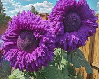 45 Rare Purple Giant Teddy Bear Sunflower Seeds | Fluffy Blooms | Annual Garden Flower | Unique Heirloom Variety US Seller