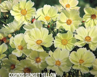 100 Cosmos Sunset Yellow Seeds: Golden-Yellow Blooms, Cut Flowers