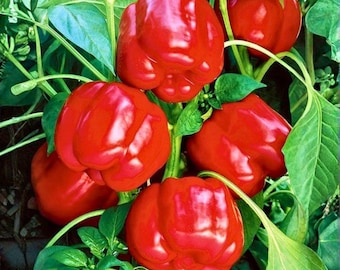 100 Heirloom Große Rote Paprika Samen