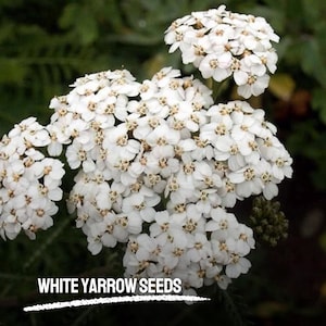 300 White Yarrow Seeds Achillea Millefolium Heirloom Non-GMO Garden Perennial Flowers Pollinator-Friendly Planting