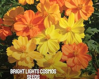 50 Bright Lights Cosmos Seeds: Heirloom Non-GMO Annual Blooms