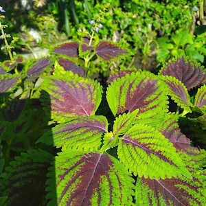 Coleus coloré à 25 graines - Feuillage coloré et facile à cultiver pour les jardins et les pots Coleus Blumei Fast Ship
