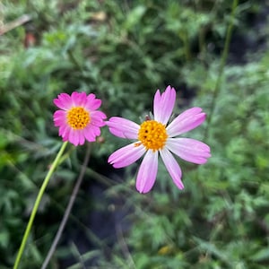 20 Ulam Raja Seeds | Cosmos caudatus | King’s Salad Herb | Edible Garden Plant | Tropical Annual | Fast Growing Greens
