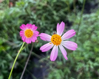 20 Ulam Raja Seeds | Cosmos caudatus | King’s Salad Herb | Edible Garden Plant | Tropical Annual | Fast Growing Greens