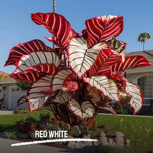 100 semi di Caladium rosso e bianco: fogliame tropicale, pianta da giardino ombreggiata