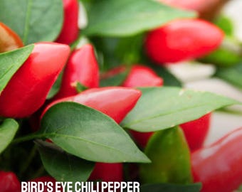 25 semillas de chile Bird's Eye, pimientos picantes tradicionales sin OMG