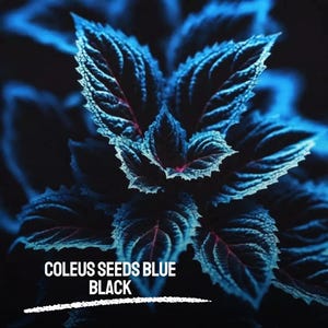 Puede incluir: Primer plano de hojas de plantas de Coleus azules y negras. Las hojas tienen un aspecto texturizado con bordes blancos y venas rojas. El texto "COLEUS SEEDS BLUE BLACK" está en la parte inferior de la imagen.