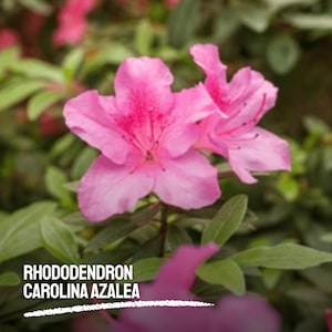 100 Rhododendron Carolina Azalea Seeds | Pink & Purple Blooms | Heirloom Flowering Shrub