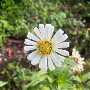 100 Zinnia Pumila White Seeds | Heirloom Drought-Tolerant Flowers | Non-GMO | Great for Moon Gardens | 18&quot; Blooms