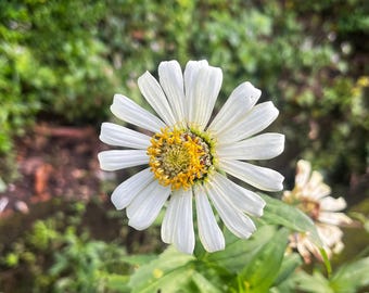 100 semillas de zinnia blanca: reliquia, sin OMG, resistente a la sequía