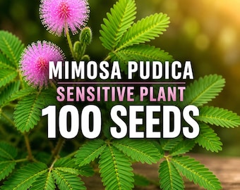 100 nasion Mimosa Pudica Sensitive Plant | Roślina Touch-Me-Not | Nasiona Heirloom NON-GMO | Zabawna interaktywna roślina doniczkowa | Dom i ogród