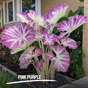 100 semi di Caladium rosa-viola: rari semi tropicali, da giardino e bonsai