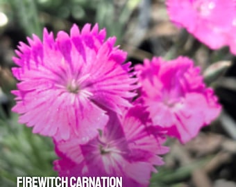 200 Firewitch Carnation Seeds – Fragrant Dianthus, Hardy Perennial, Drought-Tolerant, Pink Blooms – USA Seller