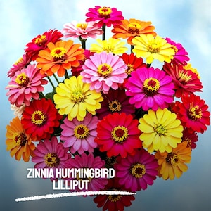 300 Zinnia Hummingbird Lilliput Seeds Heirloom NON-GMO Colorful Mini Zinnias for Pollinator Gardens & Borders