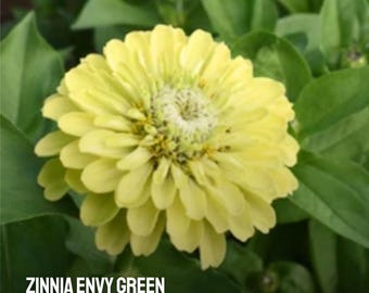 50 Zinnia Envy Green Seeds | Heirloom Zinnia elegans | Unique Chartreuse Bloom Flower for Garden