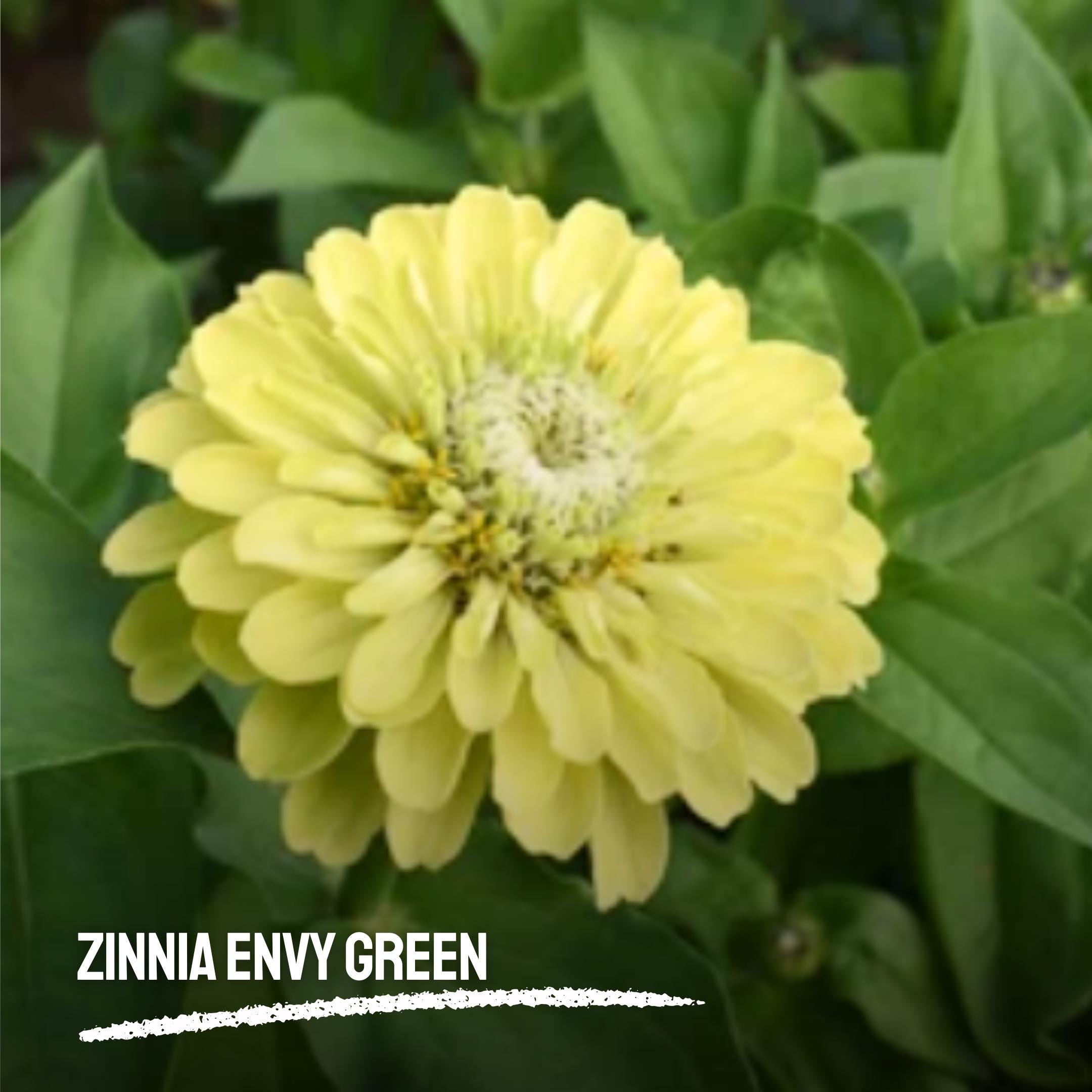 50 Zinnia Envy Green Seeds | Heirloom Zinnia elegans | Unique Chartreuse  Bloom Flower for Garden, image size:2160x2160
