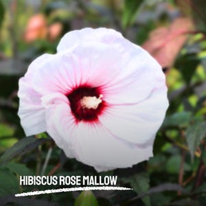 25 Samen Malvenröschen | Hellebarde Winterhart Hibiskus | Erbstück Gartenblume | Ohne GMO