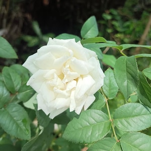5 White Rose Bush Seeds | Rosa Shrub Seeds | Elegant Perennial Flowering Plant | Garden Rose | Fragrant Blooms