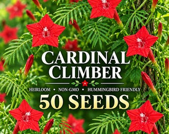 50 Cardinal Climber Seeds, Non-GMO Heirloom Red Flowering Vine
