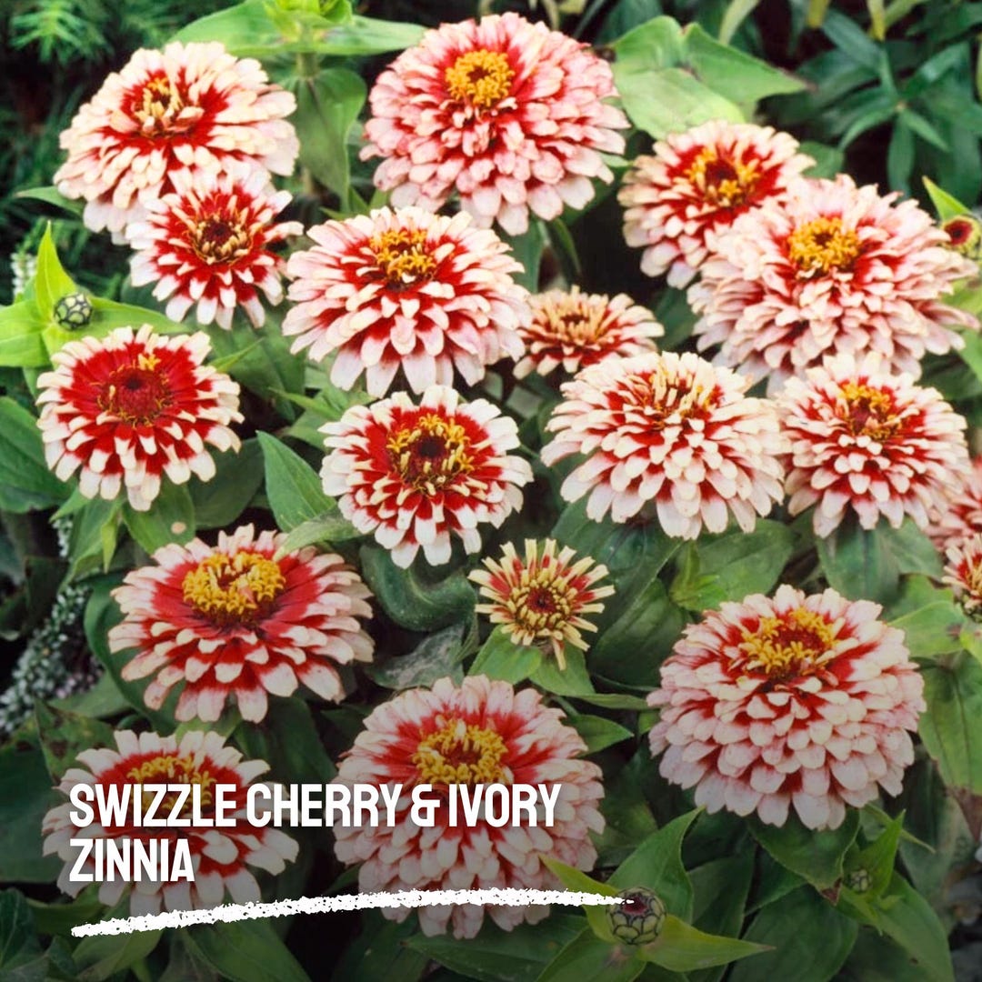 SOORPLOOM Zinnia 3y スコート 100 Swizzle Cherry & Ivory Zinnia Seeds – Bi-color Heirloom Blooms
