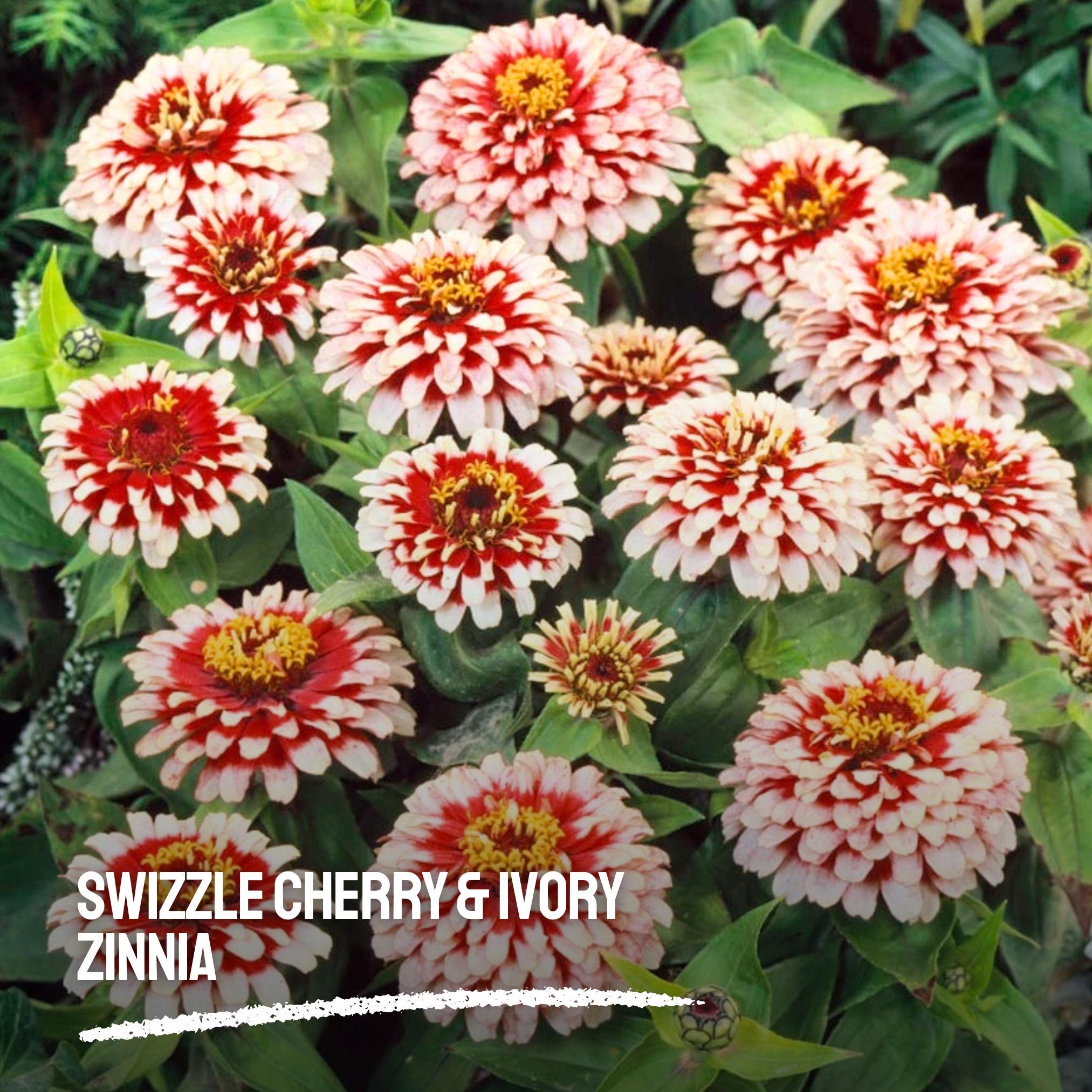 100 Swizzle Cherry & Ivory Zinnia Seeds – Bi-color Heirloom Blooms