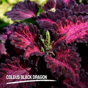 20 Black Dragon Coleus Seeds | Heirloom Shade Plant | Dark Foliage Plectranthus scutellarioides