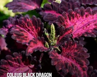 20 Black Dragon Coleus Seeds | Heirloom Shade Plant | Dark Foliage Plectranthus scutellarioides