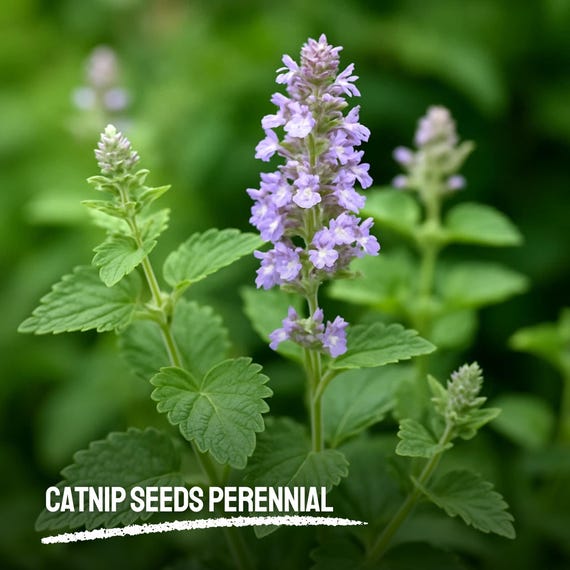 4000 Catnip Seeds Heirloom NON-GMO Fresh Perennial Herb Seeds Easy to Grow  Garden Plant - Etsy Israel