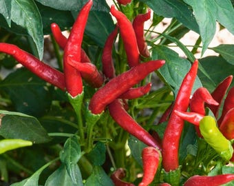 60 semillas de chile picante tailandés