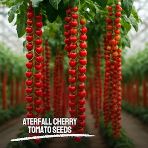 May include: Vibrant red cherry tomatoes hang in cascading clusters from green vines. The image includes the text "ATERFALL CHERRY TOMATO SEEDS", indicating a product. The tomatoes are a deep red, suggesting ripeness and readiness for picking.