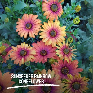 50 Sunseeker Rainbow Coneflower Seeds Echinacea Perennial Flowers Pollinator Friendly Non-GMO