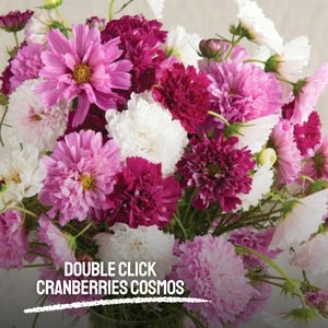 May include: A vibrant bouquet of cosmos flowers in shades of pink, white, and deep magenta. The flowers have delicate petals and yellow centers. The text "DOUBLE CLICK CRANBERRIES COSMOS" is displayed at the bottom of the image.