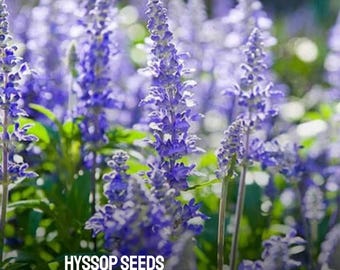 200 sementes de hissopo: jardim de ervas violeta-azul não transgênico tradicional